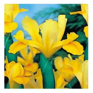 Iris-slægten (Iris × hollandica) - Golden Harvest - pakke med 10 stk