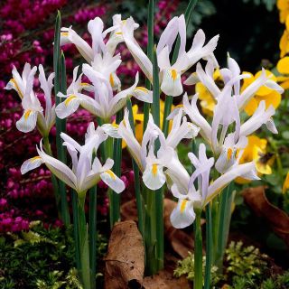Recéshagymájú nőszirom - fehér - White - csomag 10 darab - Iris reticulata