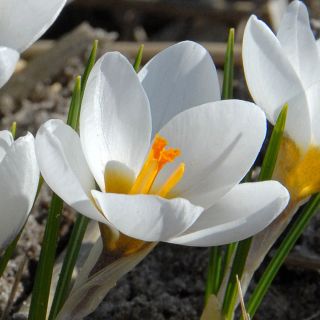 כרכום ארד שנק - 10 בצל - Crocus Ard Schenk