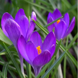 Crocus Ruby Giant - 10 ampul - Crocus tommasinianus Ruby Giant