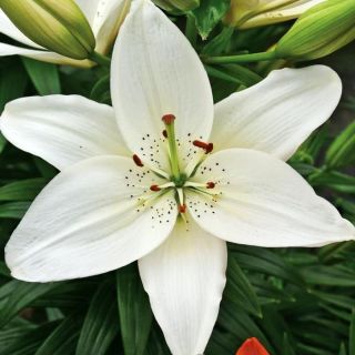 Lilium, Lily Asiatic White - bulb / tuber / rădăcină - Lilium Asiatic White