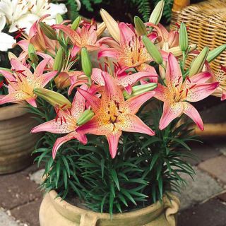 Lilium, Lily Pink Pixie