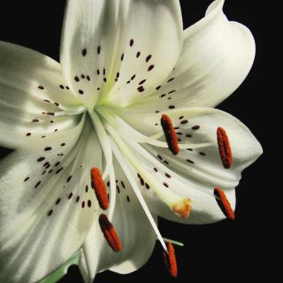 Lilium, Lily White Tiger