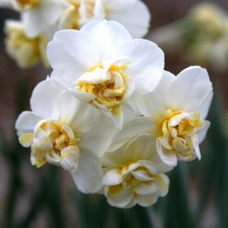 Narcissus Cheerfulness – Narzisse Cheerfulness - 5 Zwiebeln