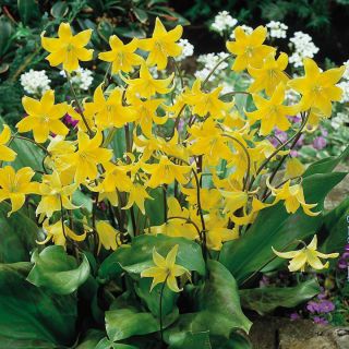 Pagoda Erythronium - Pagoda Gigi Anjing - 2 lampu