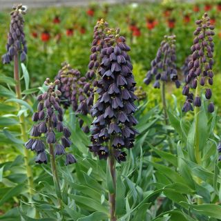 Fritillaria persica