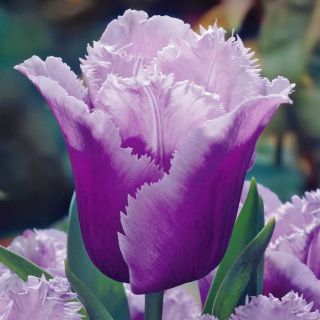 Tulipa Blue Heron - Tulip Blue Heron - 5 bulbs