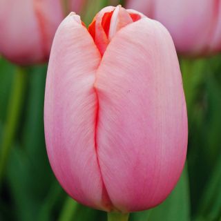 Tulpansläktet Menton - paket med 5 stycken - Tulipa Menton
