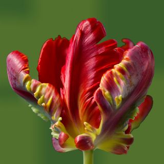 Tulipano Rococo - pacchetto di 5 pezzi - Tulipa Rococo