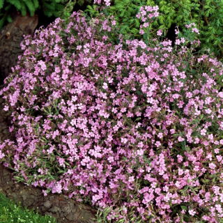 Jabonera de roca, Tumbling Ted - 450 semillas - Saponaria ocymoides