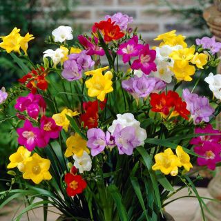 Freesia - Single Mix - paquete de 10 piezas