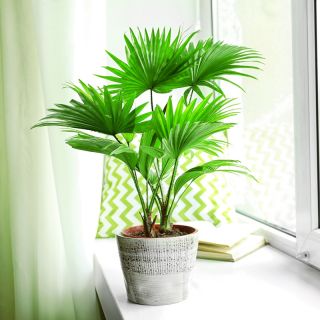 Китайска палма за фен, Фонтана палма - 5 семена - Livistona chinensis