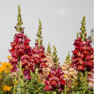 Großes Löwenmaul -  Mischung mit gepunkteten Blüten