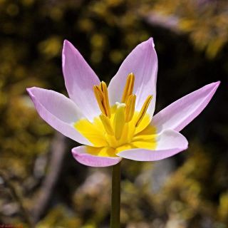 Tulipa Saxatilis - Tulpe Saxatilis - 5 Zwiebeln