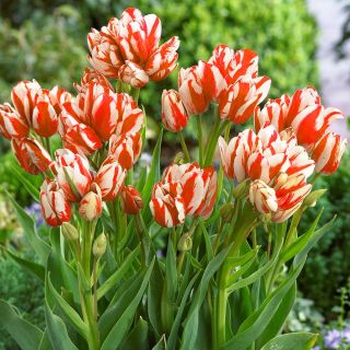 Tulipa Sylvia Warder - Tulpe Sylvia Warder - 5 Zwiebeln