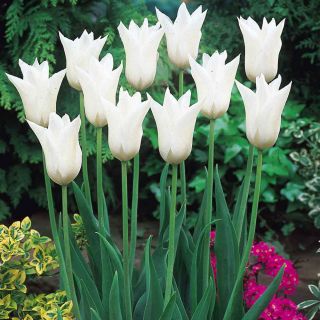 Tulp White Wings - pakket van 5 stuks - Tulipa White Wings