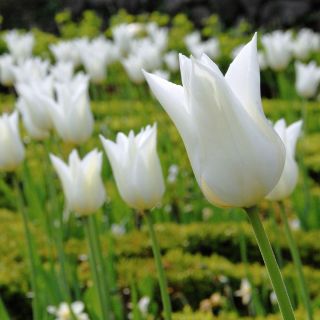 Tulp White Wings - pakket van 5 stuks - Tulipa White Wings