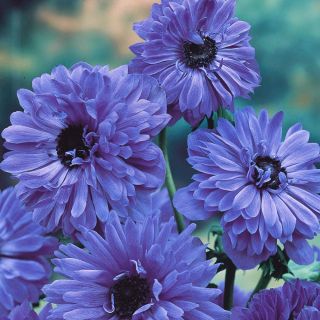 Sippsläktet - Lord Lieutenant - paket med 8 stycken - Anemone