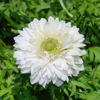 Sippsläktet - Mount Everest - paket med 8 stycken - Anemone