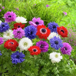 Anemone St Brigid mix - 8 lukovica
