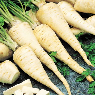 Root Parsley - Konika - Mid-Early Variety with Smooth, Thick Roots - Fresh Seeds