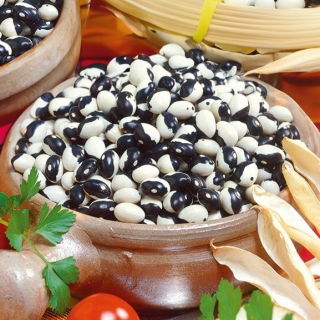 Trpasličí zelené francouzské fazole "Yin Yang" - Phaseolus vulgaris L. - semena