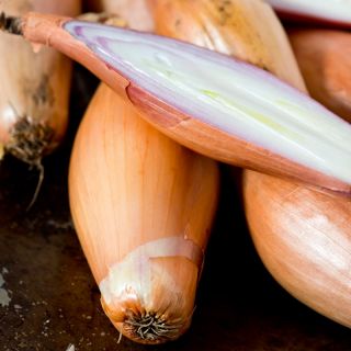 Cibule "Tosca" - protáhlé cibule - 500 semen - Allium cepa L. - semena