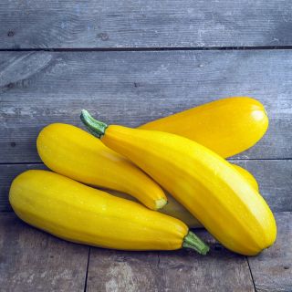 Zucchini - Goldena - Leuchtend gelb, mit cremigem Fruchtfleisch - Samen