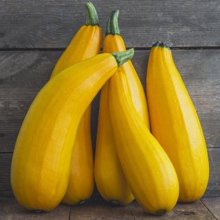 Zucchini - Goldena - Leuchtend gelb, mit cremigem Fruchtfleisch - Samen