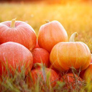 Zucca - Bambino - 100 g - Dimensioni compatte, frutti grandi, fino a 15 kg - Semi Freschi