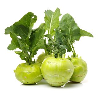 Kohlrabi "Gabi" - 520 เมล็ด - Brassica oleracea var. Gongylodes L.