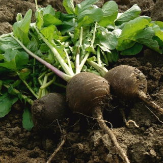 Ræddike - Kulata cerna - Raphanus sativus var. major - Mildt krydret, vinterhårdfør sort - Friske frø