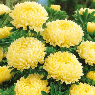 Gele pioenaster - 500 zaden - Callistephus chinensis