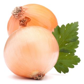 Soğan "Sarı Tatlı İspanyol" - tatlı, İberik soğan - 1250 tohum - Allium cepa L. - tohumlar