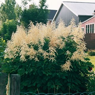 Erdei tündérfürt - Aruncus dioicus