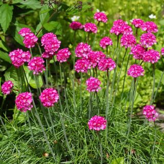 Gazon d'Espagne à larges feuilles - Mélange - Armeria pseudarmeria - Parfait pour jardins de rocaille et bordures - Graines fraîches