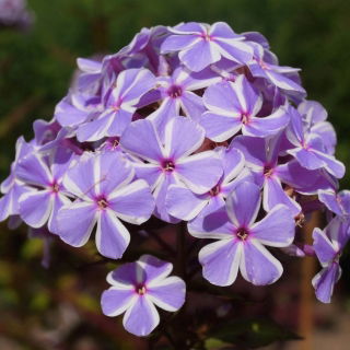 フロックスオールインワン - 球根/塊茎/根 - Phlox