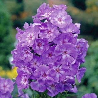Vlambloem - Laura - Phlox