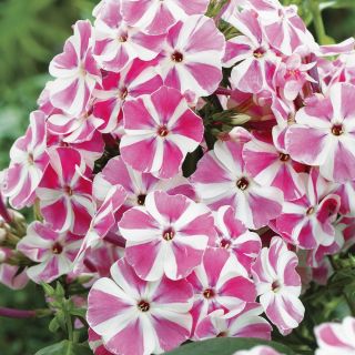 Флокс - Peppermint Twist - Phlox