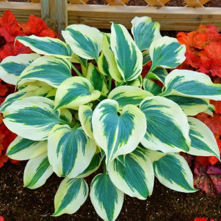 Hosta, Funkie, Herzblattlilie Blue Ivory