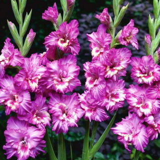 Gladiolus Tango - 5 ampul