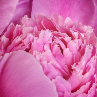 Bazsarózsa - Edulis Superba - Paeonia