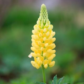 Lupinus, Lupine, Lupine Kandil - bebawang / umbi / akar - Lupinus polyphyllus