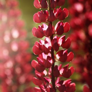 Lupinus, Lupin, Lupine My Castle