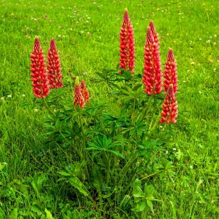 Lupinus, Lupin, Lupine My Castle