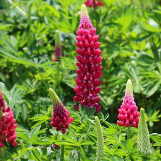 Gausialapis lubinas - The Pages - Lupinus polyphyllus