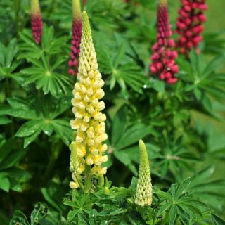 Lupinus, Lupine, Lupine Kandil - bebawang / umbi / akar - Lupinus polyphyllus