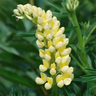 Lupinus, Lupine, Lupine Kandil - bebawang / umbi / akar - Lupinus polyphyllus