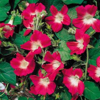 Hajnalka - Split Personality - 106 magok - Ipomoea purpurea
