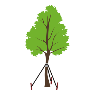 Driepunts boomstabilisator - helpt de boom rechtop groeien - 